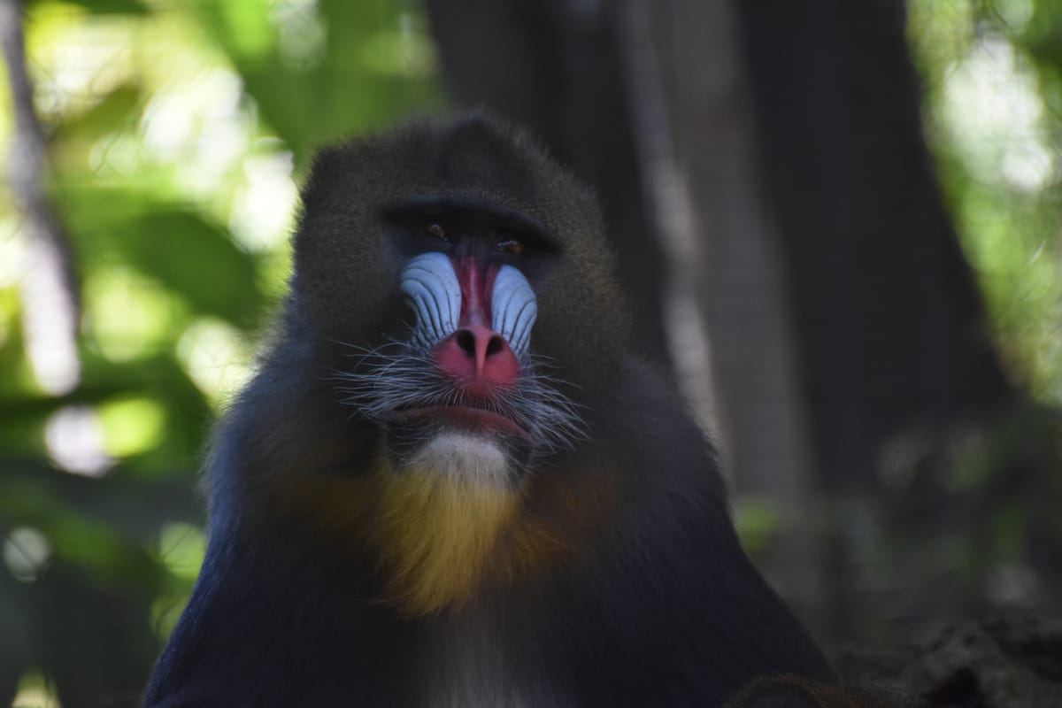 Mandrill portrait