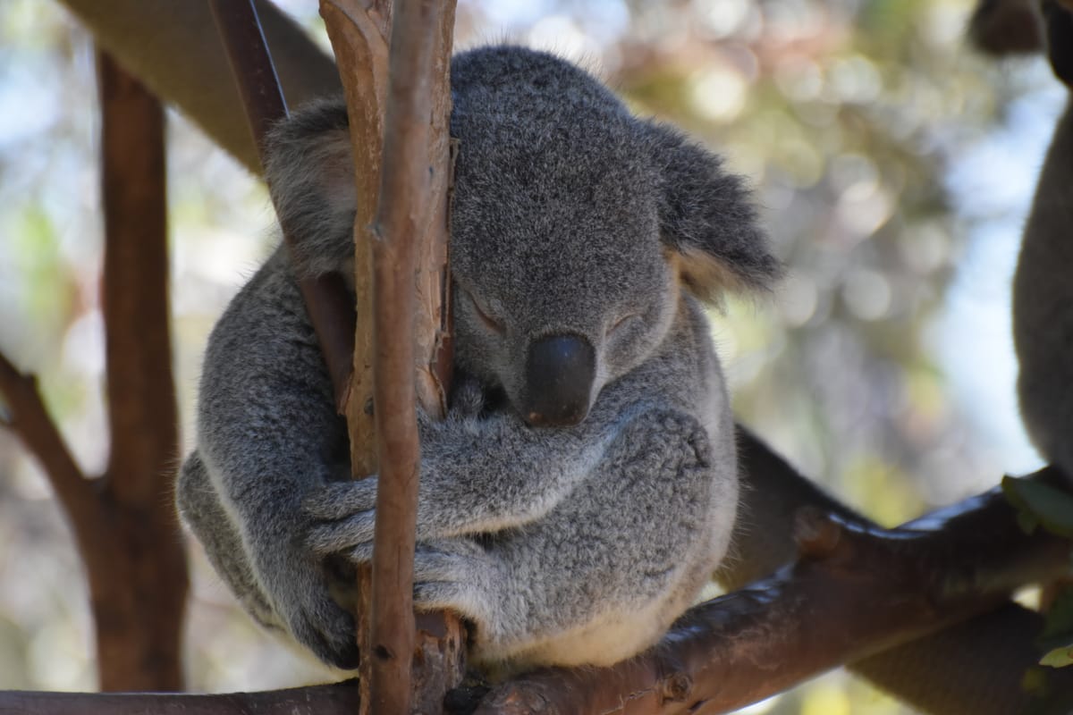 Koala resting in a tree